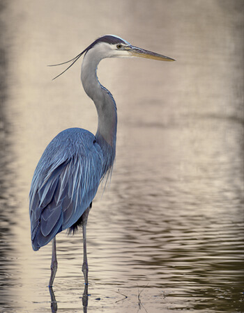 Blue Heron